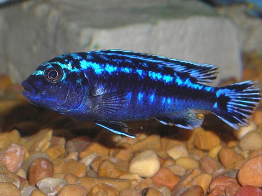 Rated #128: Freshwater Fish - Melanochromis Johannii - Johanni Cichlid Stocking In 55 Gallons Tank - African Mbuna Cichlid.