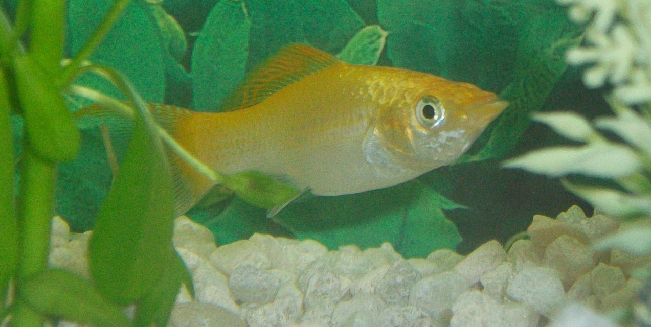 Rated #1898: Freshwater Fish - Poecilia Latipinna - Golden Sailfin Molly Stocking In 10 Gallons Tank - My daughter's favorite fish as well as mine!!! lol  UPDATE!!!!!!!!!! was found dead this morning on 8/16/2009 R.I.P. Mustard