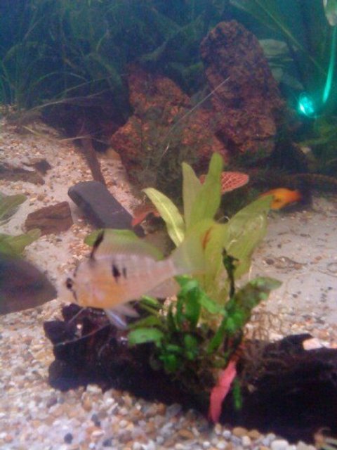 Rated #2129: Freshwater Fish - Microgeophagus Altispinosa - Bolivian Ram Stocking In 80 Gallons Tank - male ram???