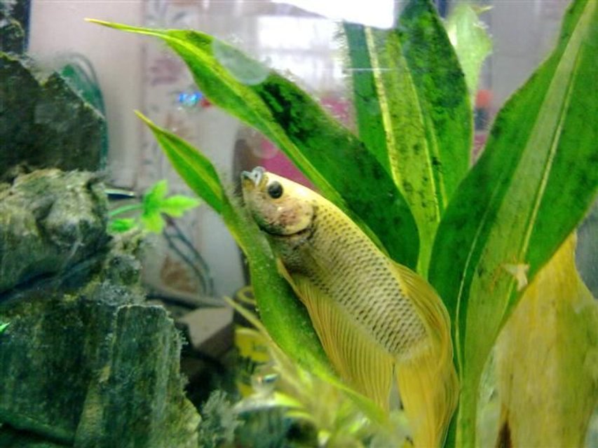 Rated #1429: Freshwater Fish - Betta Splendens - Betta - Male Stocking In 8 Gallons Tank - Betta Splender r.i.p