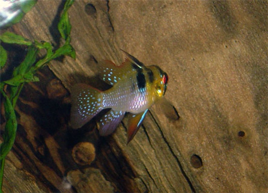 Rated #1210: Freshwater Fish - Papiliochromis Ramirezi - German Blue Ram Stocking In 55 Gallons Tank - another look at one of my german rams....