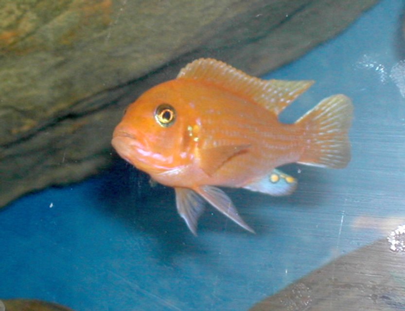 Rated #1719: Freshwater Fish - Aulonocara Sp. - Strawberry Peacock Cichlid Stocking In 55 Gallons Tank - Red Zebra