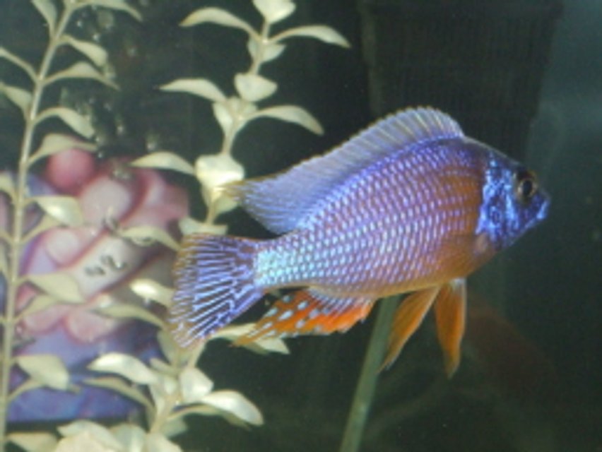 Rated #1623: Freshwater Fish - Protomelas Steveni - Taiwan Reef Stocking In 75 Gallons Tank - My favorite fish in the tank