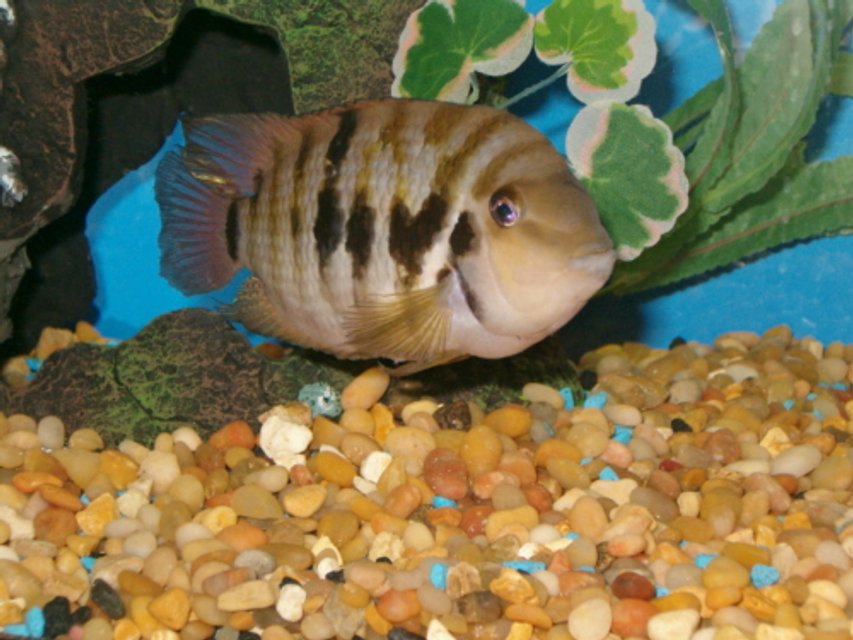 Rated #1684: Freshwater Fish - Archocentrus Nigrofasciatus - Black Convict Cichlid Stocking In 20 Gallons Tank - "jack" - my new convict cichlid. 20 gallon tall.
