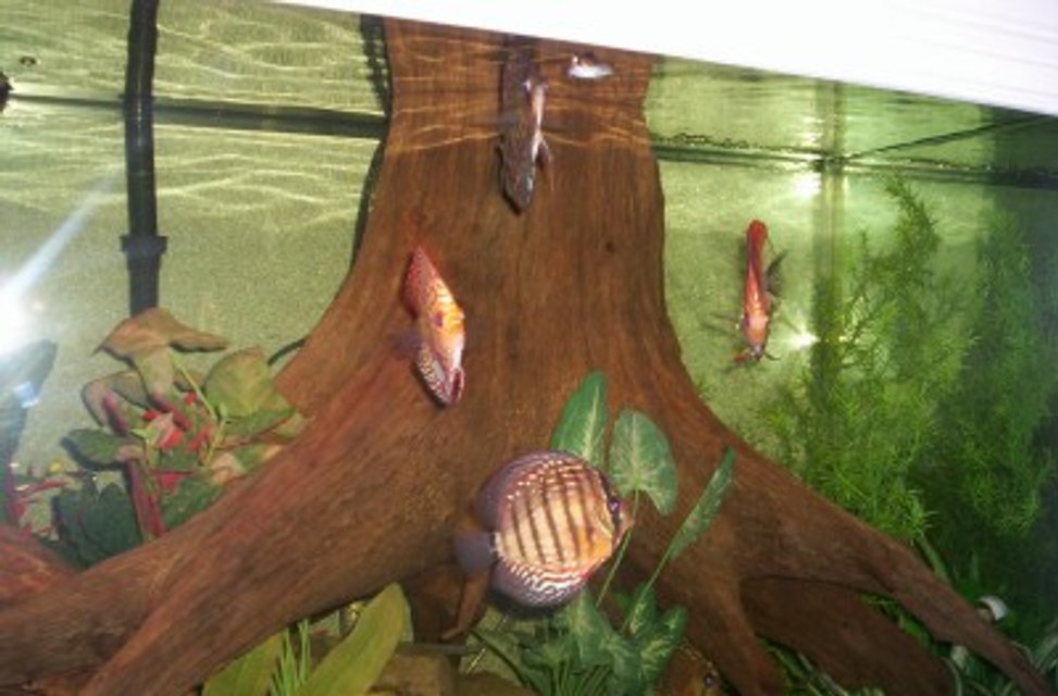 Rated #1661: Freshwater Fish - Symphysodon Aequifasciata Sp. - Discus Stocking In 150 Gallons Tank - 150 GALLON DISCUS TANK