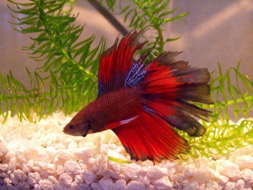 Rated #668: Freshwater Fish - Betta Splendens - Crown Tail Betta Stocking In 5 Gallons Tank - Betta Splendens doubletail