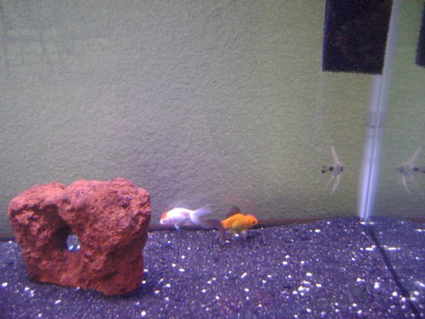 Rated #2321: Freshwater Fish - Carassius Auratus - Red Oranda Goldfish Stocking In 30 Gallons Tank - My new tank 30 gallons Zoo Med Power Sweep and Aquaclear 30 Power Filter, it has black sand with some white crushed coral, 1 Red Lava Stone planning on adding more decorations.
Fish: 2 Orandas, 1 Angelfish... more to come!