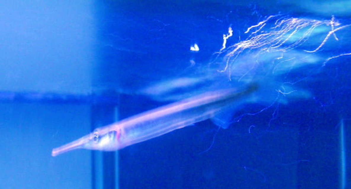 Rated #1431: Freshwater Fish - Xenentodon Cancila - Needle Nose Gar Stocking In 45 Gallons Tank - Needle Nose Gar