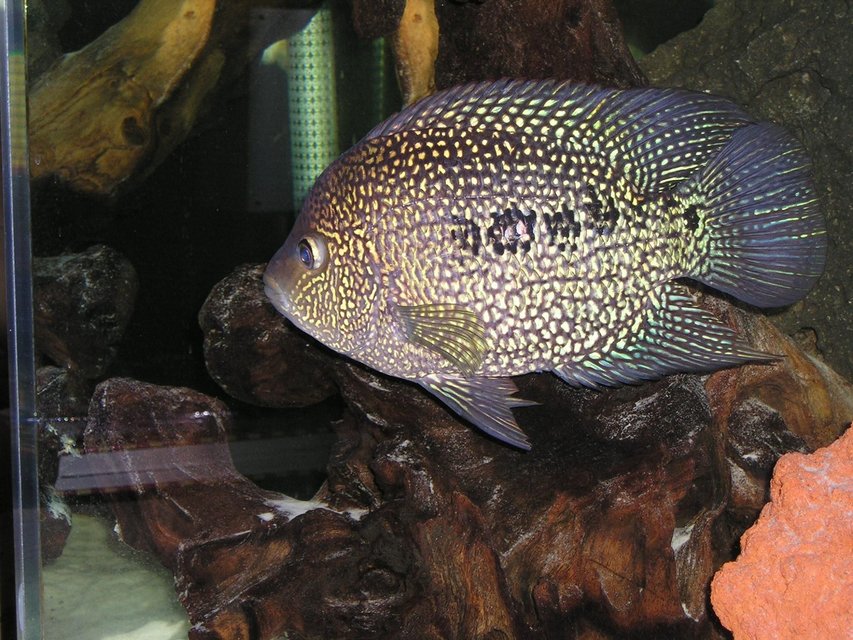 Rated #343: Freshwater Fish - Herichthys Carpinte - Green Texas Cichlid Stocking In 80 Gallons Tank - Green Texas