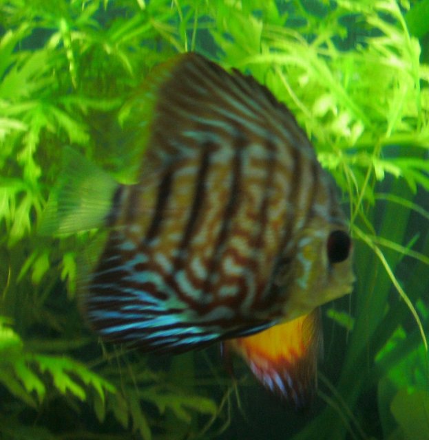 Rated #1471: Freshwater Fish - Aquagreen Scribble Discus Stocking In 55 Gallons Tank - Discus