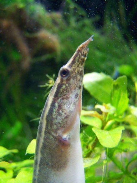 Rated #677: Freshwater Fish - Macrognathus Siamensis - Peacock Eel Stocking In 5 Gallons Tank - "Elvis" the Peacock Eel