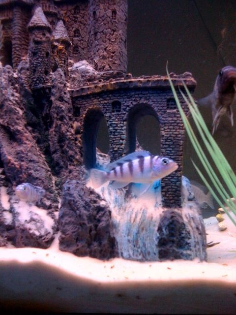 Rated #1738: Freshwater Fish - Metriaclima Lombardoi - Kenyi Cichlid Stocking In 55 Gallons Tank - african