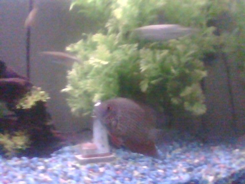 Rated #2018: Freshwater Fish - Heros Serverus - Gold Severum Stocking In 55 Gallons Tank - my male severum