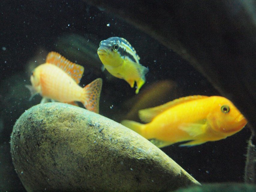 Rated #1272: Freshwater Fish - Melanochromis Auratus - Auratus Cichlid Stocking In 55 Gallons Tank - 3 African Cichlids