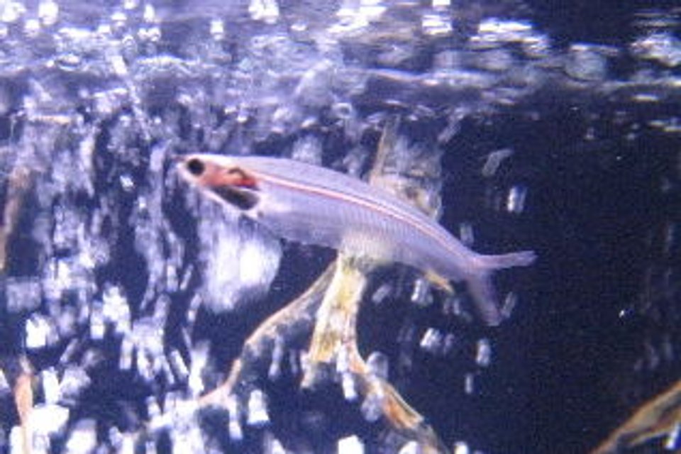 Rated #2113: Freshwater Fish - Kryptopterus Bicirrhis - Ghost Glass Cat Stocking In 55 Gallons Tank - Mr.Glass this cats been here from day one.