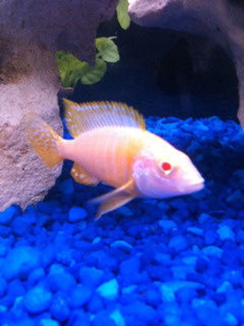 Rated #2327: Freshwater Fish - Aulonocara Sp. - Albino Peacock Cichlid Stocking In 55 Gallons Tank - My Albino Peacock