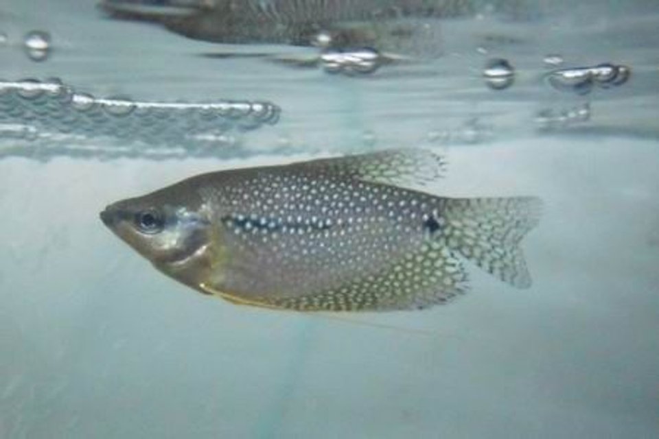 Rated #2319: Freshwater Fish - Trichogaster Leeri - Pearl Gourami Stocking In 18 Gallons Tank - male pearl gourami.............bush