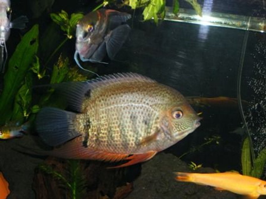 Rated #410: Freshwater Fish - Heros Serverus - Green Severum Stocking In 125 Gallons Tank - green heros severum