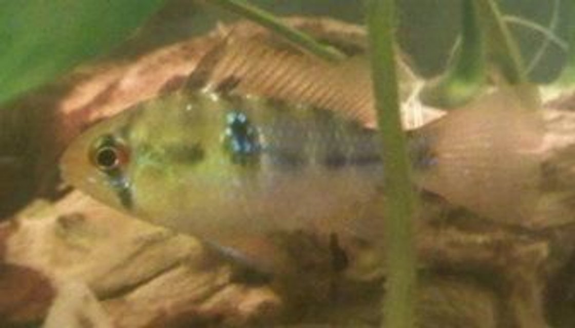 Rated #2171: Freshwater Fish - Papiliochromis Ramirezi - German Blue Ram Stocking In 20 Gallons Tank - my blue ram (male)