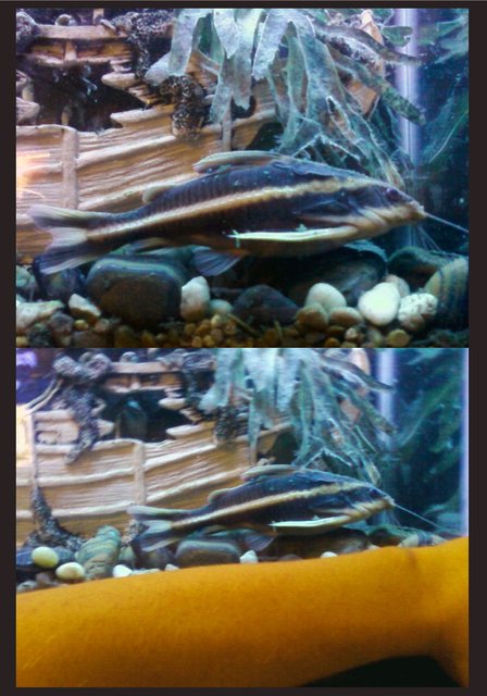 Rated #137: Freshwater Fish - Platydoras Costatus - Striped Raphael Catfish Stocking In 55 Gallons Tank - my raphael catfish