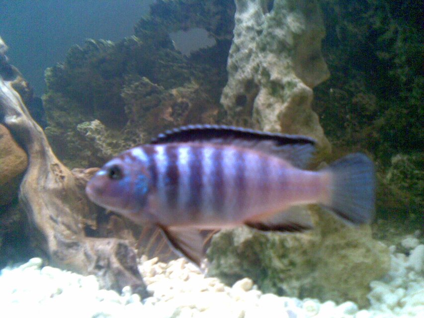 Rated #1281: Freshwater Fish - Metriaclima Sp. - Zebra Chilumba Stocking In 53 Gallons Tank - One of my cichlids