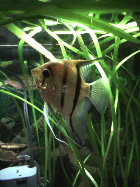 Rated #627: Freshwater Fish - Pterophyllum Scalare - Zebra Angelfish Stocking In 55 Gallons Tank - Male Angelfish
