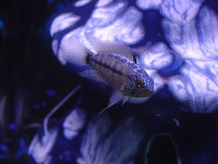 Rated #396: Freshwater Fish - Apistogramma Borelli - Borellis Dwarf Cichlid Stocking In 10 Gallons Tank - side profile of Cichlid