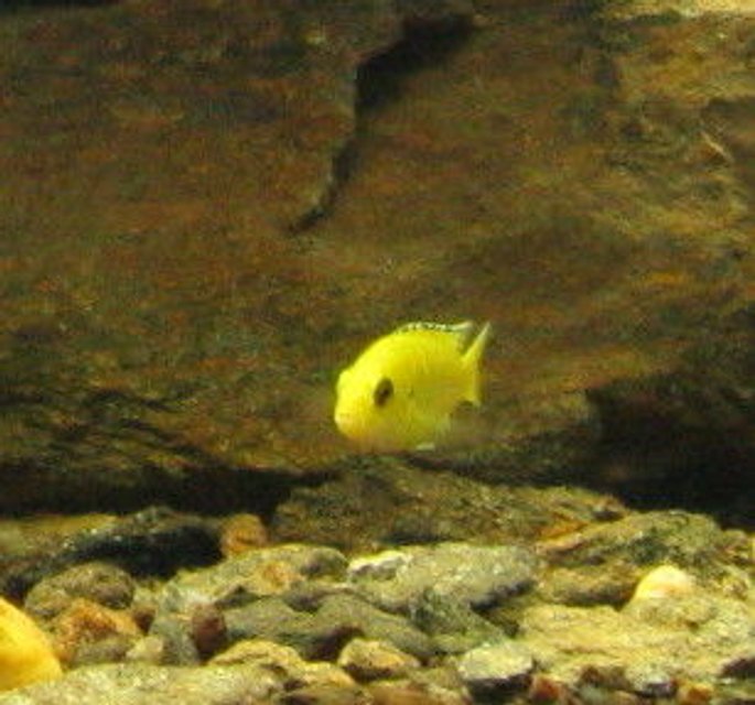 Rated #1893: Freshwater Fish - Labidochromis Caeruleus - Electric Yellow Cichlid Stocking In 55 Gallons Tank - cichlid