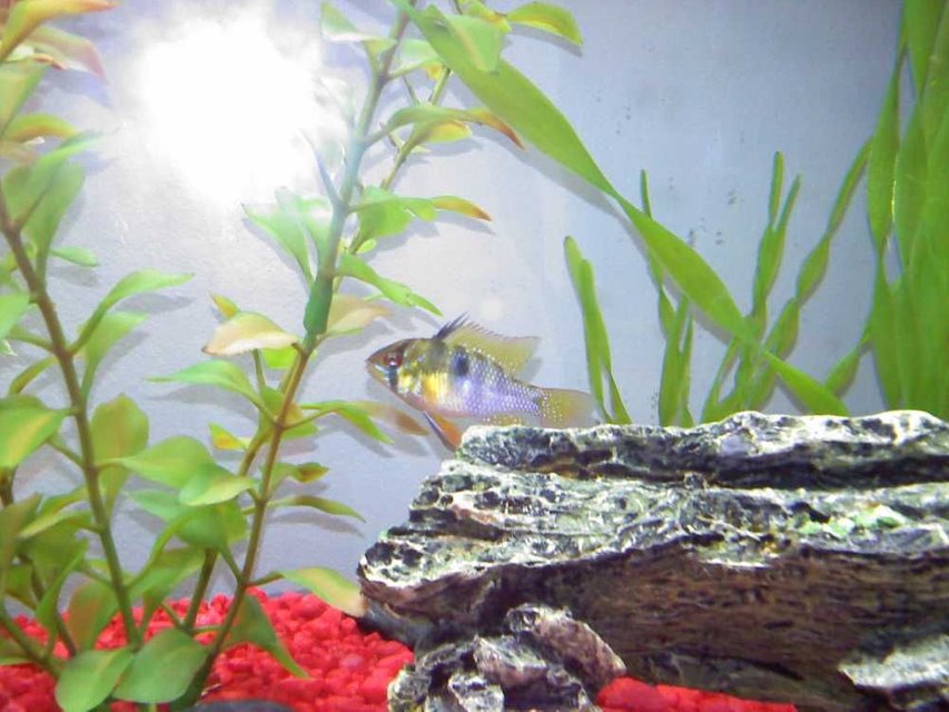Rated #1906: Freshwater Fish - Papiliochromis Ramirezi - German Blue Ram Stocking In 70 Gallons Tank - Male German Blue Ram