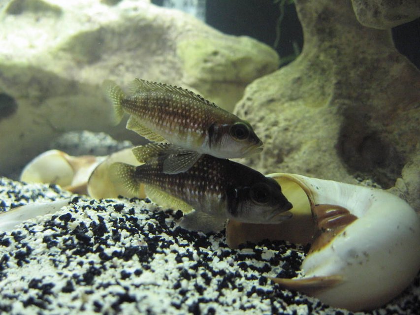Rated #391: Freshwater Fish - Lamprologus Stappersi - Pearly Ocellatus Stocking In 20 Gallons Tank - Male and female adult "Lamprologus stappersi" getting ready to nest.