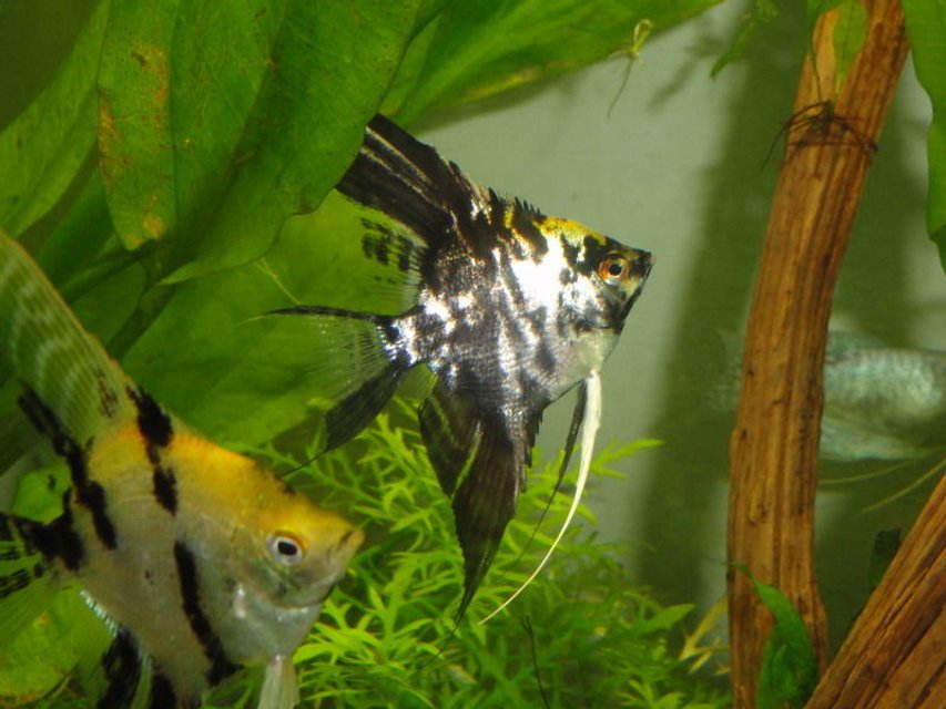 Rated #1093: Freshwater Fish - Pterophyllum Sp. - Marble Veil Angel Stocking In 55 Gallons Tank - angelfish
