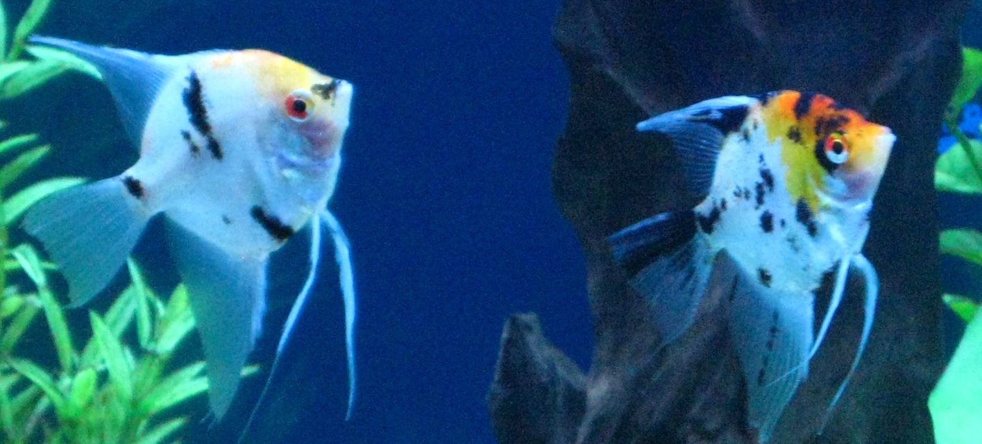 Rated #1170: Freshwater Fish - Pterophyllum Sp. - Koi Angel Stocking In 135 Gallons Tank - My koi angels