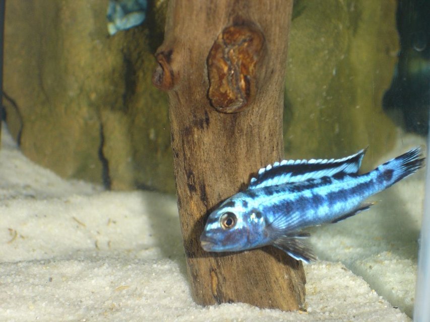 Rated #448: Freshwater Fish - Melanochromis Cyaneorhabdos - Maingano Cichlid Stocking In 55 Gallons Tank - Melanochromis cyaneorhabdos
