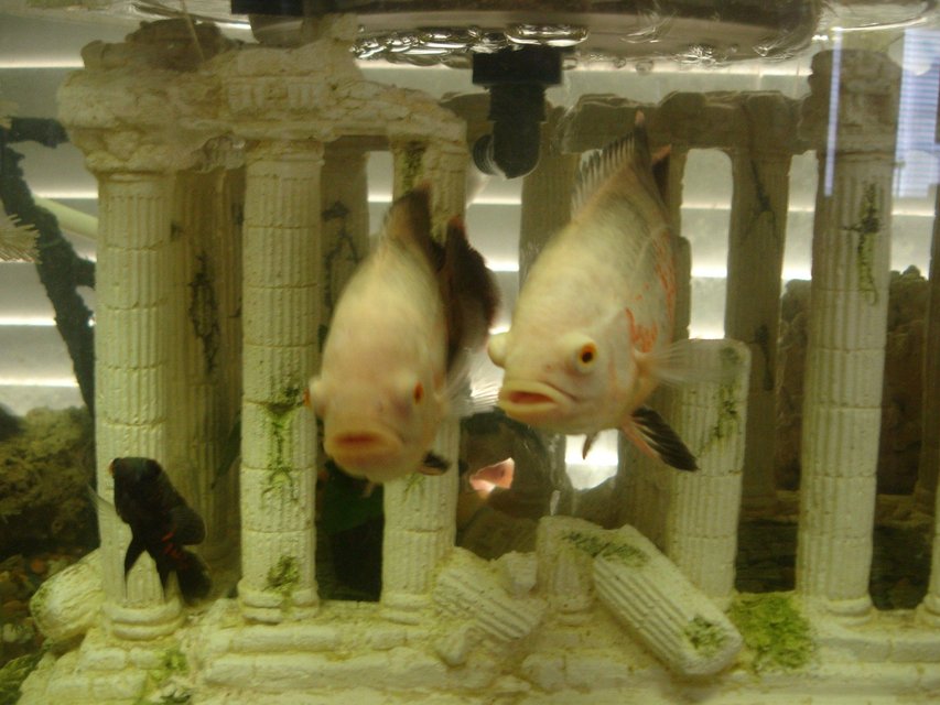Rated #783: Freshwater Fish - Astronotus Ocellatus - Albino Oscar Stocking In 60 Gallons Tank - The twins- Pat & Oscar / with litle Blackie on the side