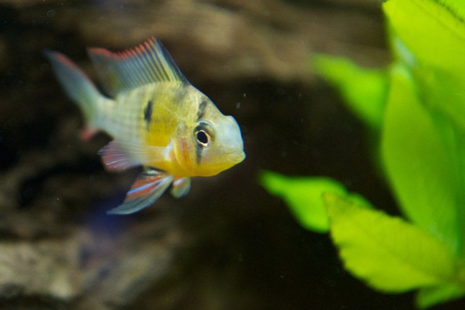 Rated #167: Freshwater Fish - Microgeophagus Altispinosa - Bolivian Ram Stocking In 37 Gallons Tank - Bolivian Ram