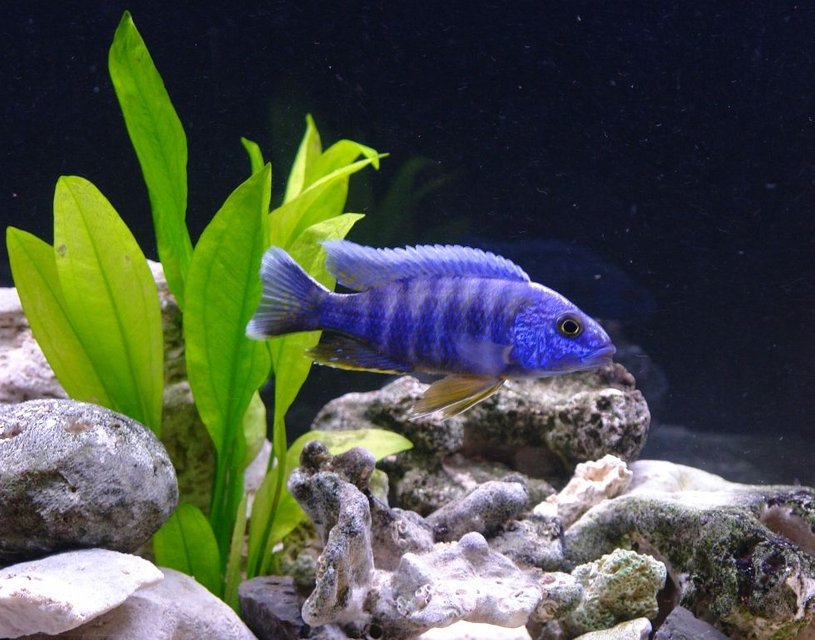 Rated #136: Freshwater Fish - Aulonocara Hansbaenschi - Red Shoulder Peacock Stocking In 55 Gallons Tank - Red Shoulder Peacock - Aulonocara stuartgranti (Metangula)