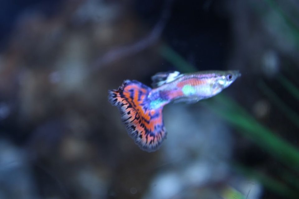 Rated #503: Freshwater Fish - Poecilia Reticulata - Cobra Guppy Stocking In 125 Gallons Tank - guppy