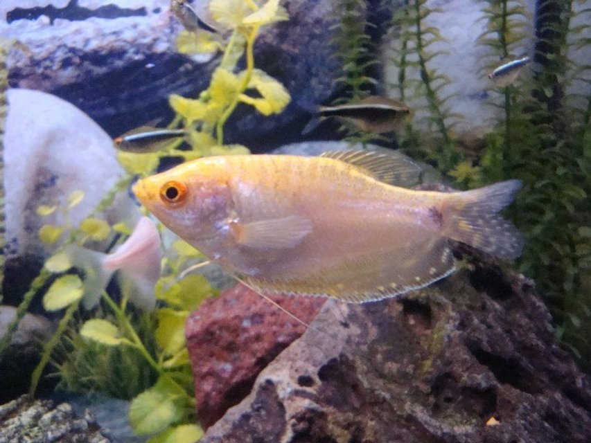 Rated #732: Freshwater Fish - Trichogaster Trichopterus - Gold Gourami Stocking In 55 Gallons Tank - Gold Gouramis