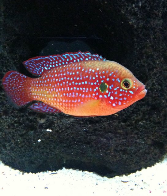 Rated #121: Freshwater Fish - Hemichromis Bimaculatus - Jewel Cichlid Stocking In 40 Gallons Tank - red jewel
