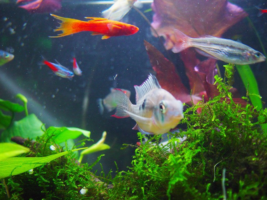 Rated #1153: Freshwater Fish - Microgeophagus Altispinosa - Bolivian Ram Stocking In 540 Gallons Tank - my aquarium