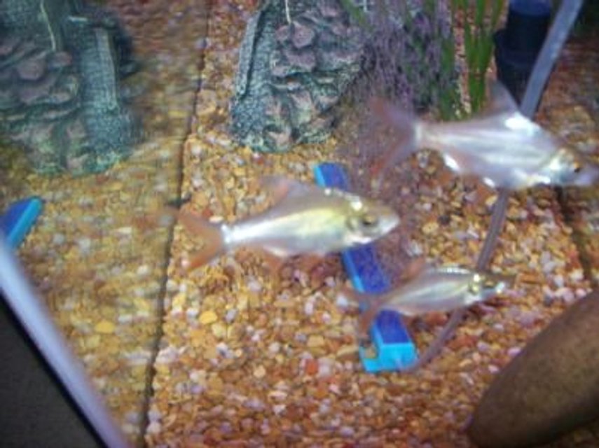 Rated #2137: Freshwater Fish - Barbus Schwanefeldi - Tinfoil Red Tail Barb Stocking In 55 Gallons Tank - REDFIN BARBS
