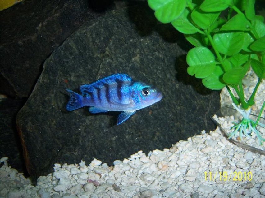 Rated #203: Freshwater Fish - Metriaclima Lombardoi - Kenyi Cichlid Stocking In 55 Gallons Tank - Female Kenyi