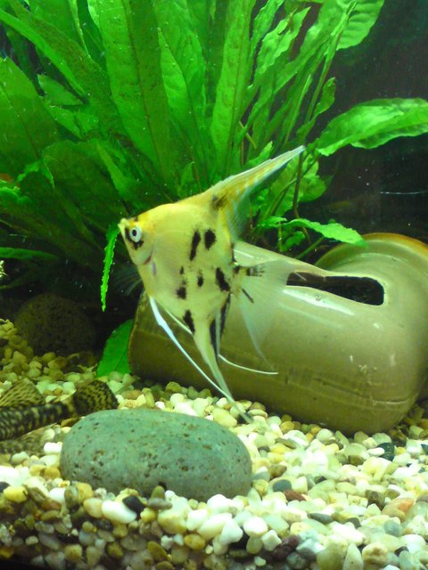 Rated #647: Freshwater Fish - Pterophyllum Sp. - Koi Angel Stocking In 28 Gallons Tank - sarahs tank