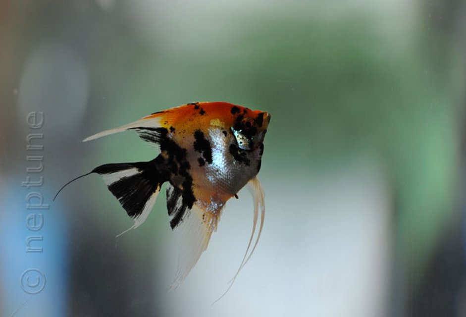 Rated #152: Freshwater Fish - Pterophyllum Sp. - Koi Angel Stocking In 64 Gallons Tank - My Angels