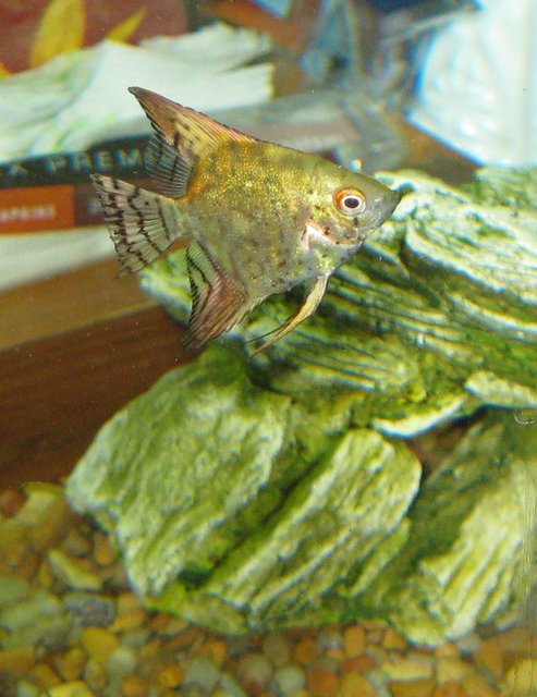 Rated #1737: Freshwater Fish - Pterophyllum Sp. - Smokey Leopard Veil Angel Stocking In 30 Gallons Tank - Angel Fish