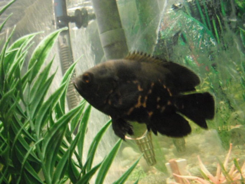 Rated #1325: Freshwater Fish - Astronotus Ocellatus - Tiger Oscar Stocking In 55 Gallons Tank - Tiger Oscar