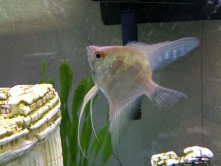 Rated #1148: Freshwater Fish - Pterophyllum Sp. - Silver Zebra Angel Stocking In 36 Gallons Tank - Angel fish