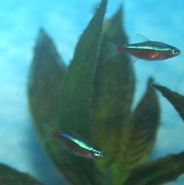 Rated #1169: Freshwater Fish - Paracheirodon Axelrodi - Cardinal Tetra Stocking In 36 Gallons Tank - Cardinal Tetras