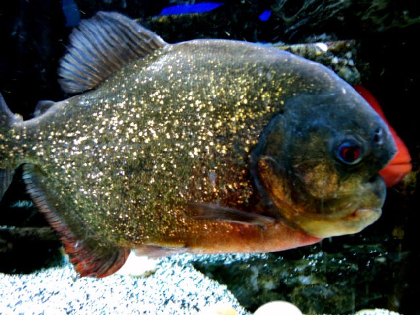 Rated #803: Freshwater Fish - Pygocentrus Nattereri - Redbellied Pirhana Stocking In 90 Gallons Tank - Red Belly Pirana