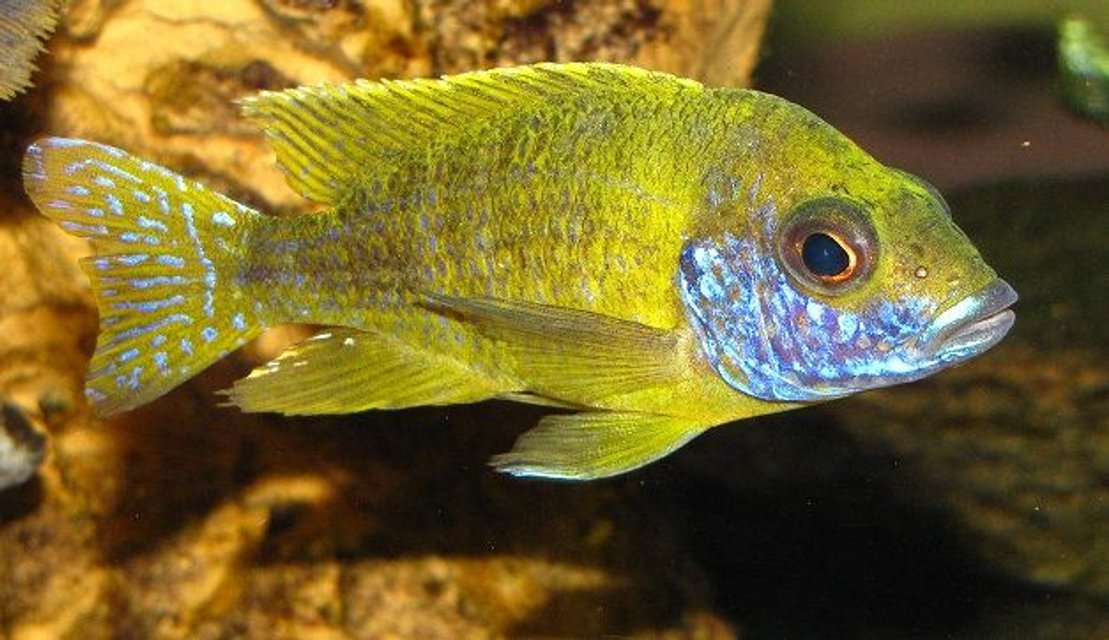 Rated #135: Freshwater Fish - Aulonocara Stuartgranti - Orange Peacock Stocking In 137 Gallons Tank - Aulonocara sp. ''Stuartgranti Maleri''